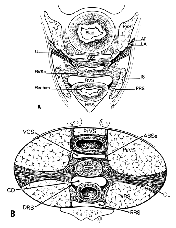 Clinical Anatomy Of The Vulva Vagina Lower Pelvis And Perineum Glowm 8105