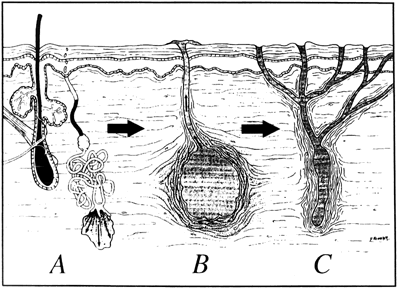 How long is a cycle of testosterone