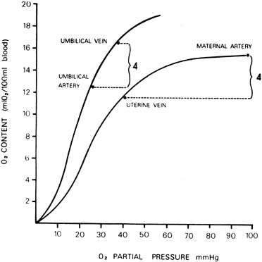 Fetal Blood Circulation Flow Chart