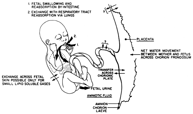 Normal Amniotic Fluid Index Chart