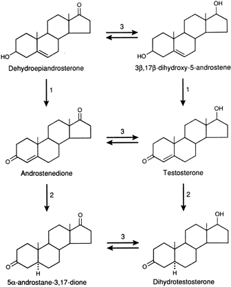 Hydroxysteroid dehydrogenase isomerase