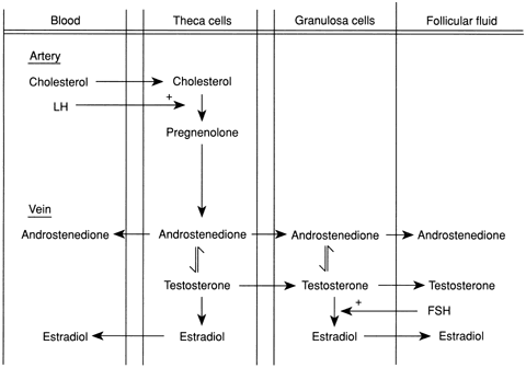 Testrogen hormone