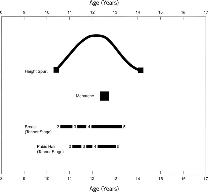 Puberty Chart For Males