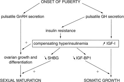 Girl Puberty Stages Chart