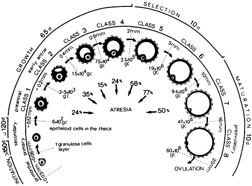 Ovulation Size Chart