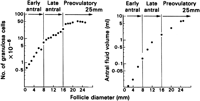 Follicular Study Chart