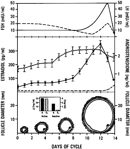 Ovulation Size Chart