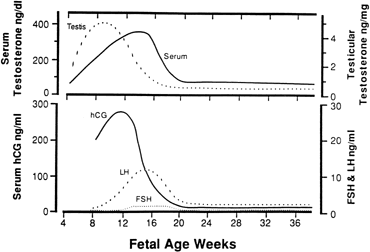 Hcg testosterone