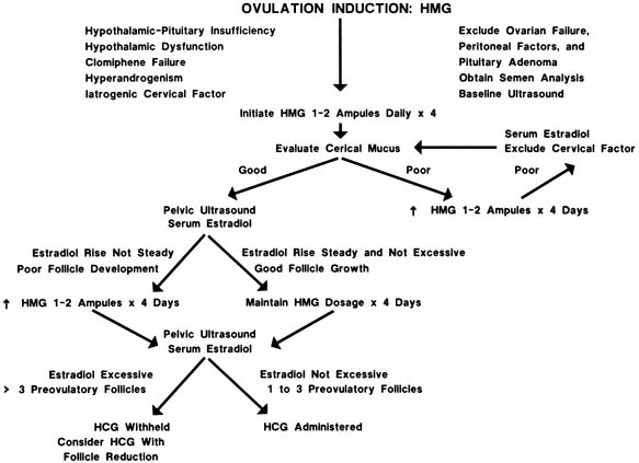 Hormone Half Life Chart