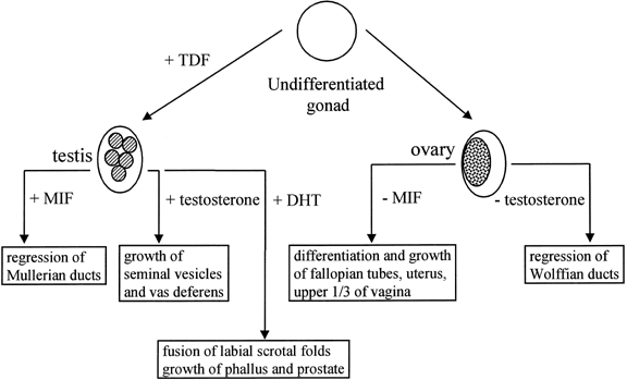 Genetics Of Sexual Differentiation Glowm 1637