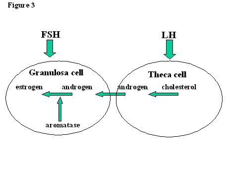 Where is testosterone produced in women