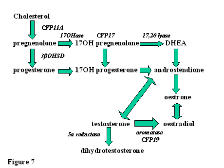 Estrogen Pathway Chart