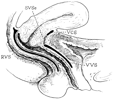 Vulva Structures