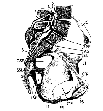 Uterine prolapse. (left) Lateral view of pelvis showing normal pelvic ß