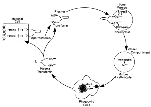 Storage In: Zinc Storage In Human Body