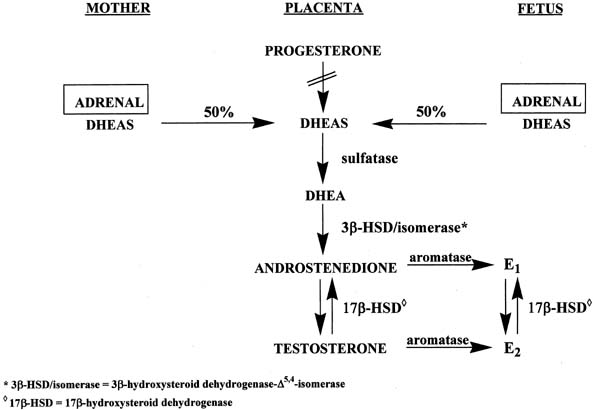 harmful effects of steroids - Choosing The Right Strategy