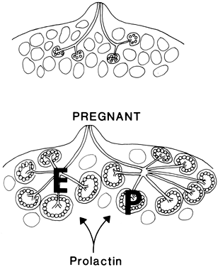 Normal pregnancy and lactational change: a 39-year-old woman, lactating