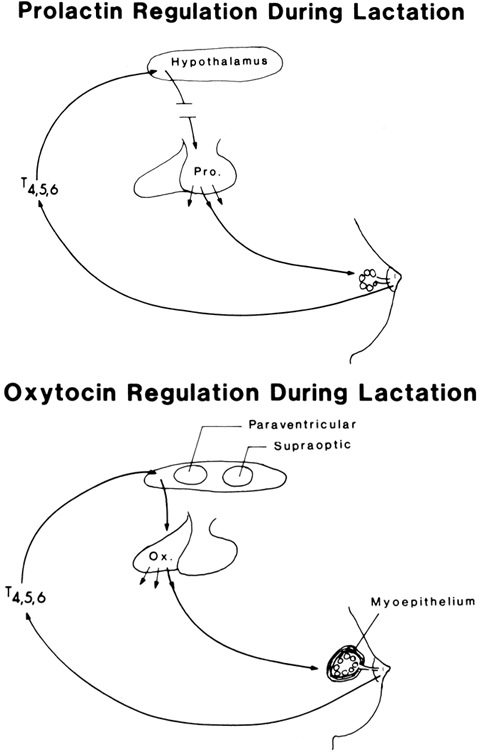 The Breast During Pregnancy and Lactation