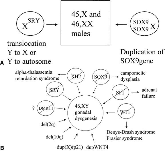 what role does the sry gene play in triggering gonadal development