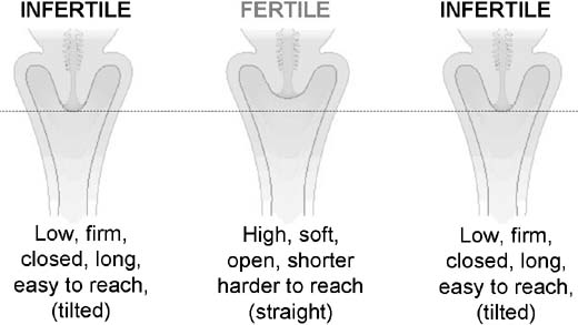 Cervical fluid changes throughout the menstrual cycle  Cervical mucus  chart, Menstrual cycle, Fertility awareness