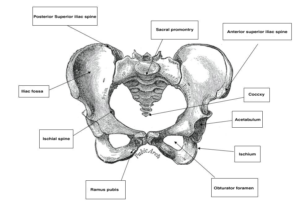 sacral sulcus landmark