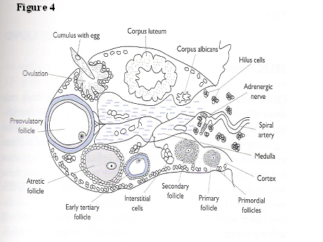 The Mechanism of Ovulation | GLOWM diagram of corpus albicans 