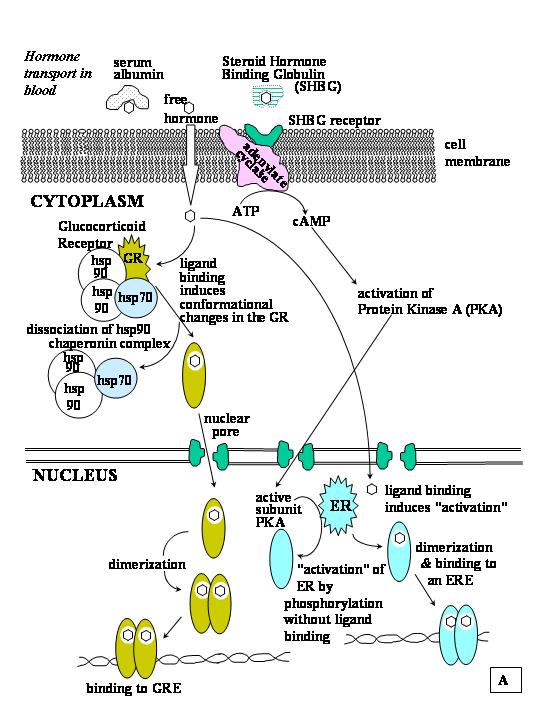 The Steroid Hormone Receptors Glowm