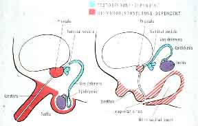 Male Sexual Differentiation Disorder and 5 Reductase 2 Deficiency