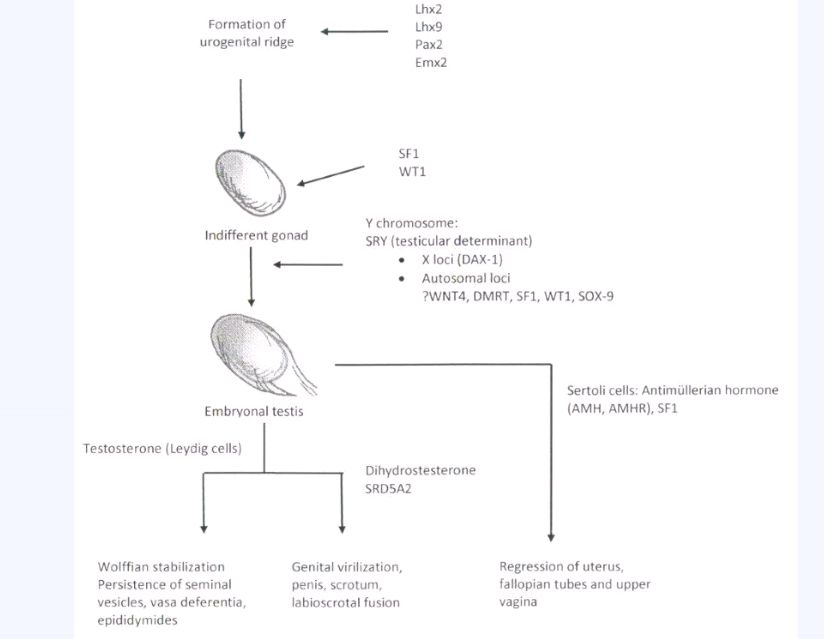 Androgen Insensitivity Syndrome Genitalia