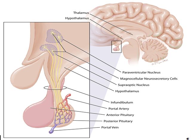 The Posterior Pituitary Pathway Glowm 5020