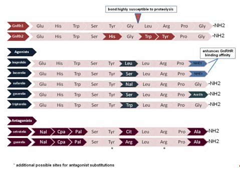 Gonadotropin-releasing Hormone (GnRH) and the GnRH Receptor (GnRHR) | GLOWM