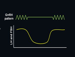 Gonadotropin-releasing Hormone (GnRH) and the GnRH Receptor (GnRHR) | GLOWM