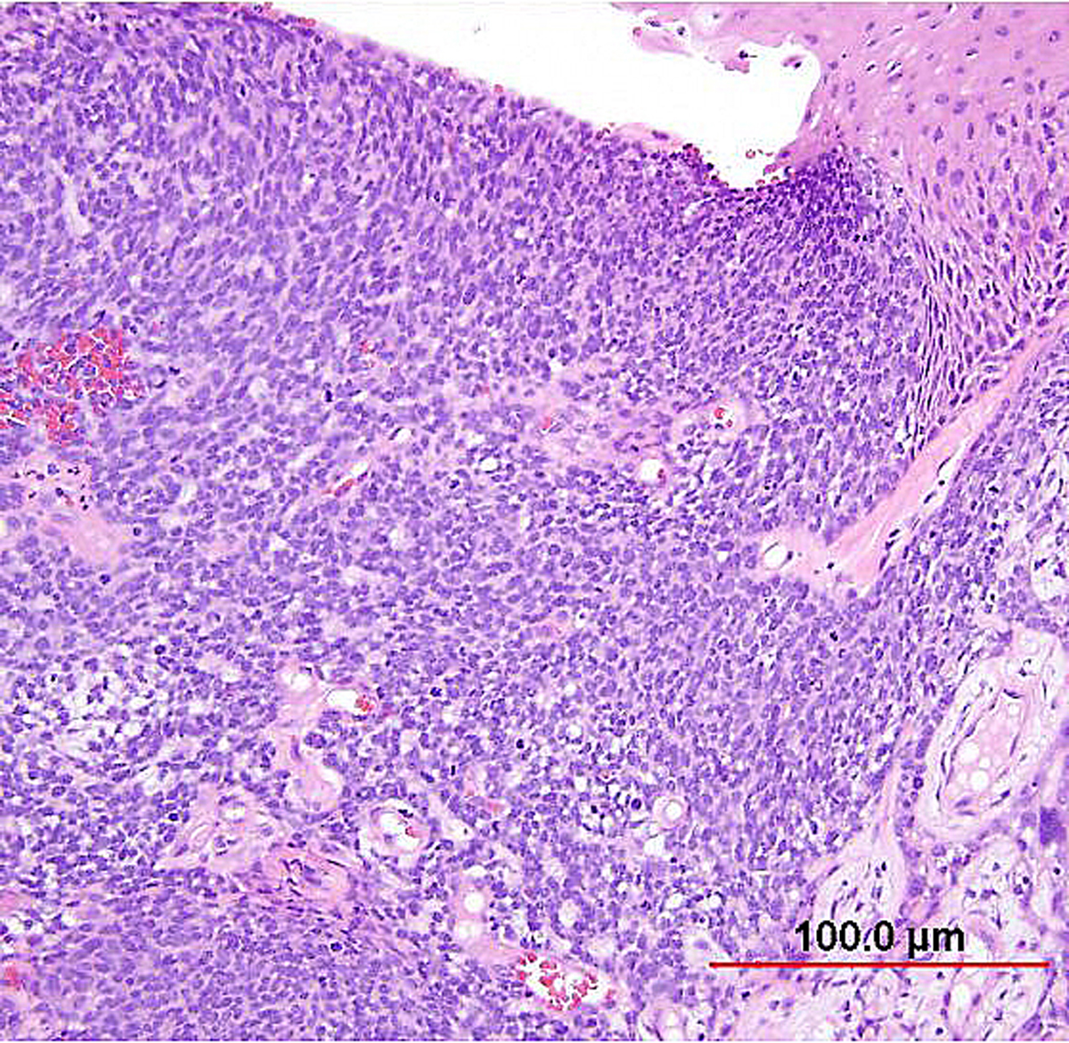 Histology - Uterine Tube - Histology Flashcards